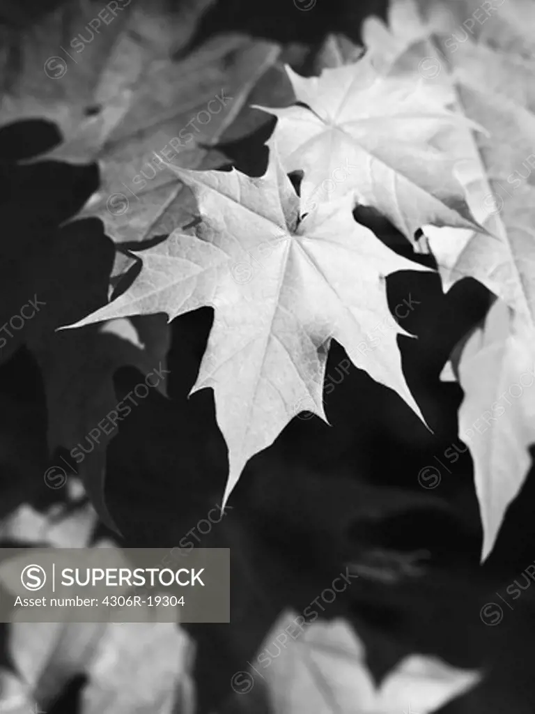 Maple leaves, Sweden.