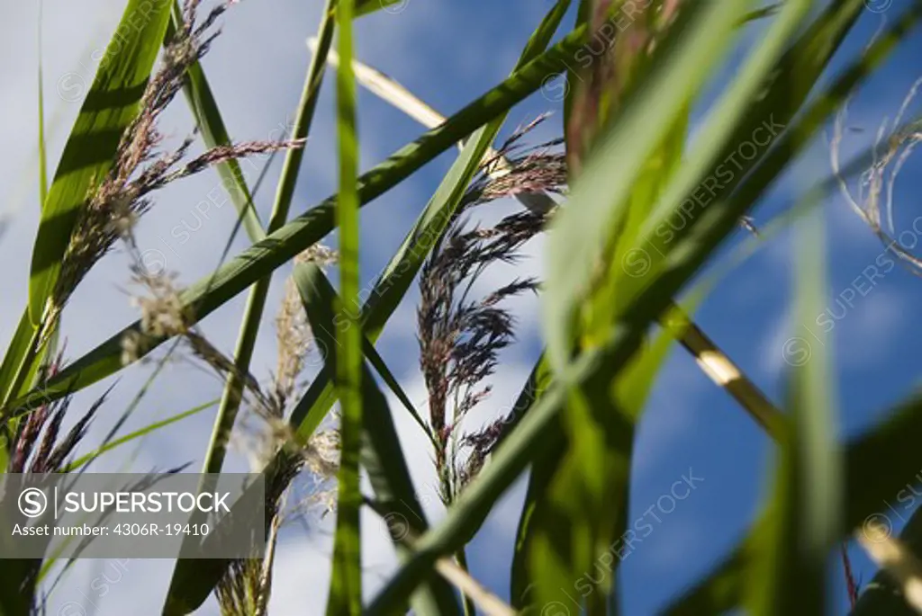 Reeds against blue sky, Sweden.