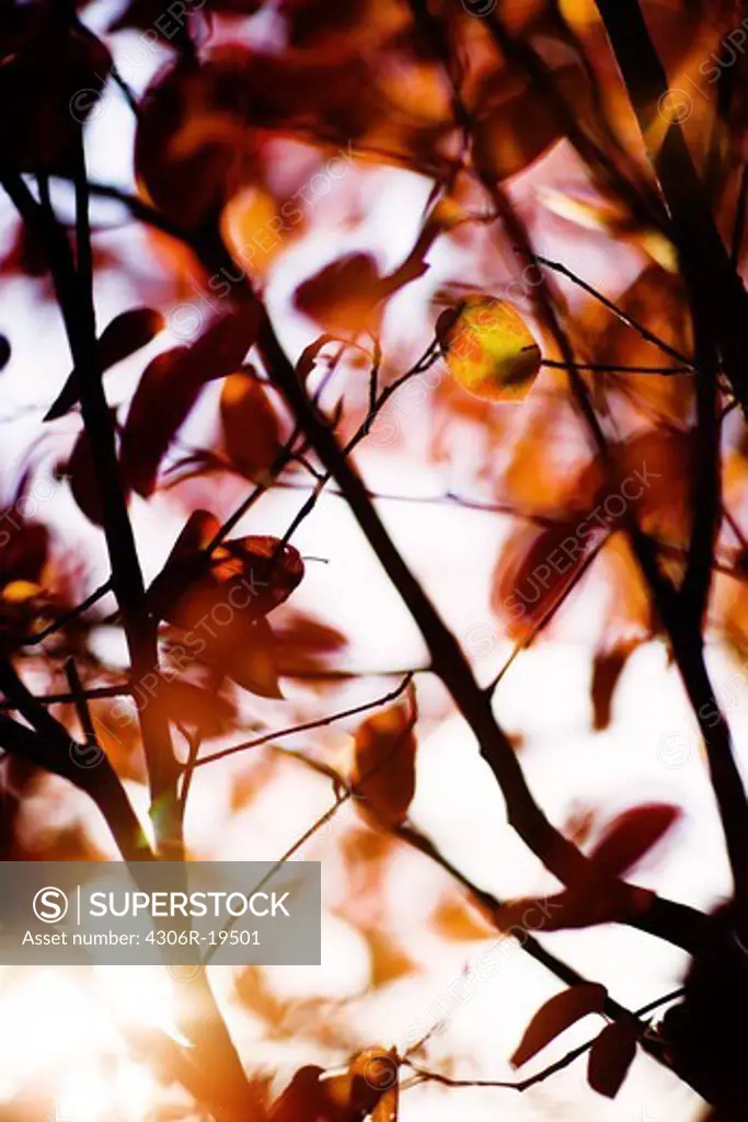 Autumn leaves, Sweden.