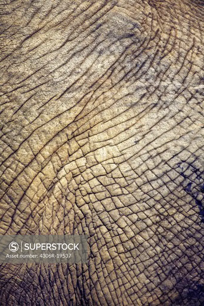 Elephant hide, close-up, South Africa.