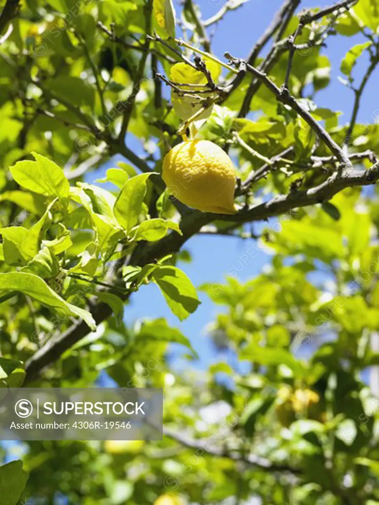 Lemon tree, close-up, South Africa.
