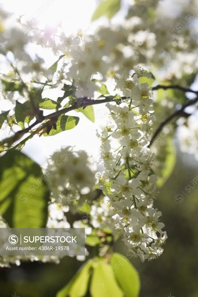 Flowering bird cherry, Sweden.