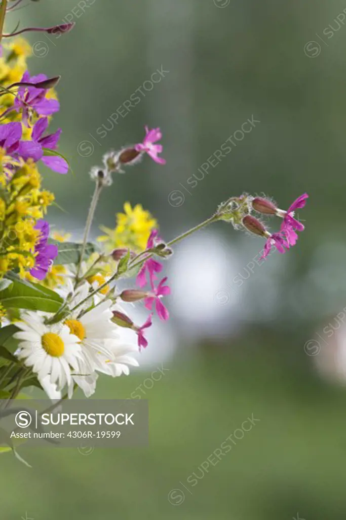 Flowers, close-up, Sweden.