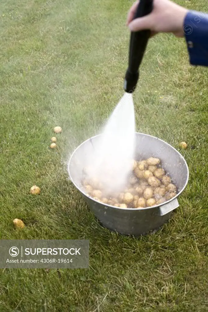Potatoes in a bucket washed with a hose, Sweden.