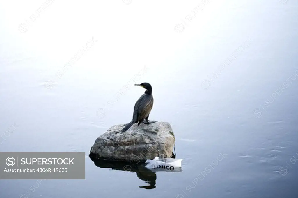 Bird on a stone in calm water, Sweden.