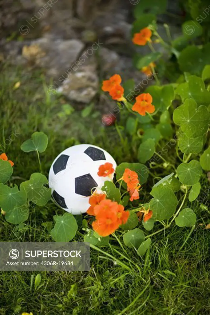 A football by flowering Indian cress, Sweden.