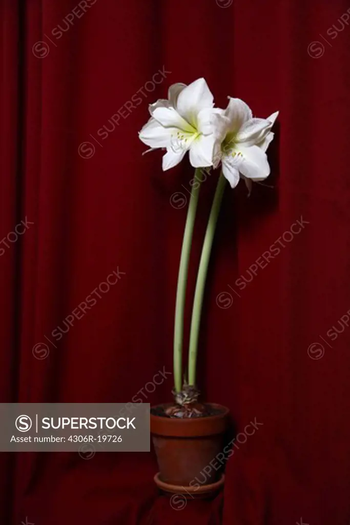 Amaryllis in front of a red curtain, Sweden.