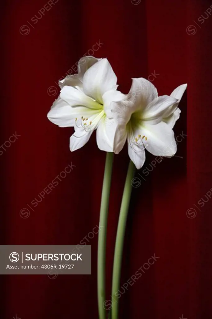 Amaryllis in front of a red curtain, Sweden.