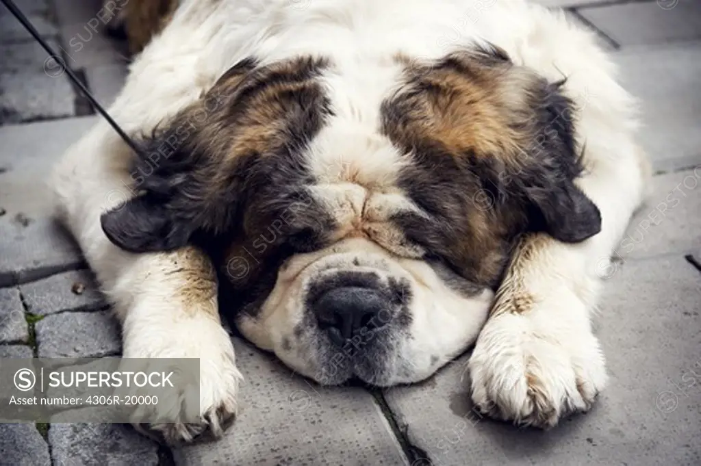 A bored dog lying on the ground, Sweden.