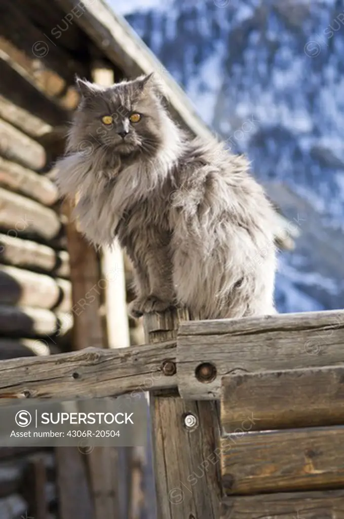 A cat on a railing, France.