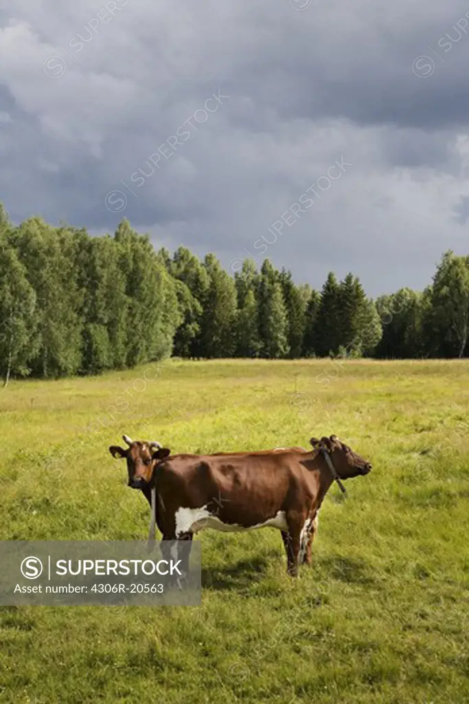 Cows grazing, Sweden.