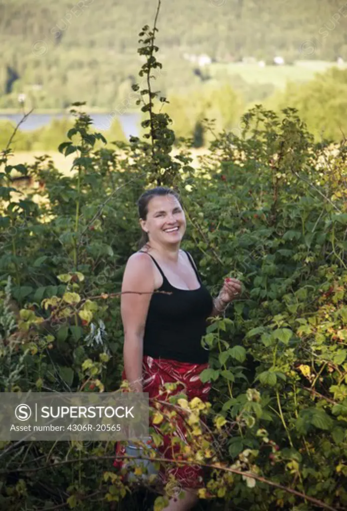 Woman picking berries, Sweden.