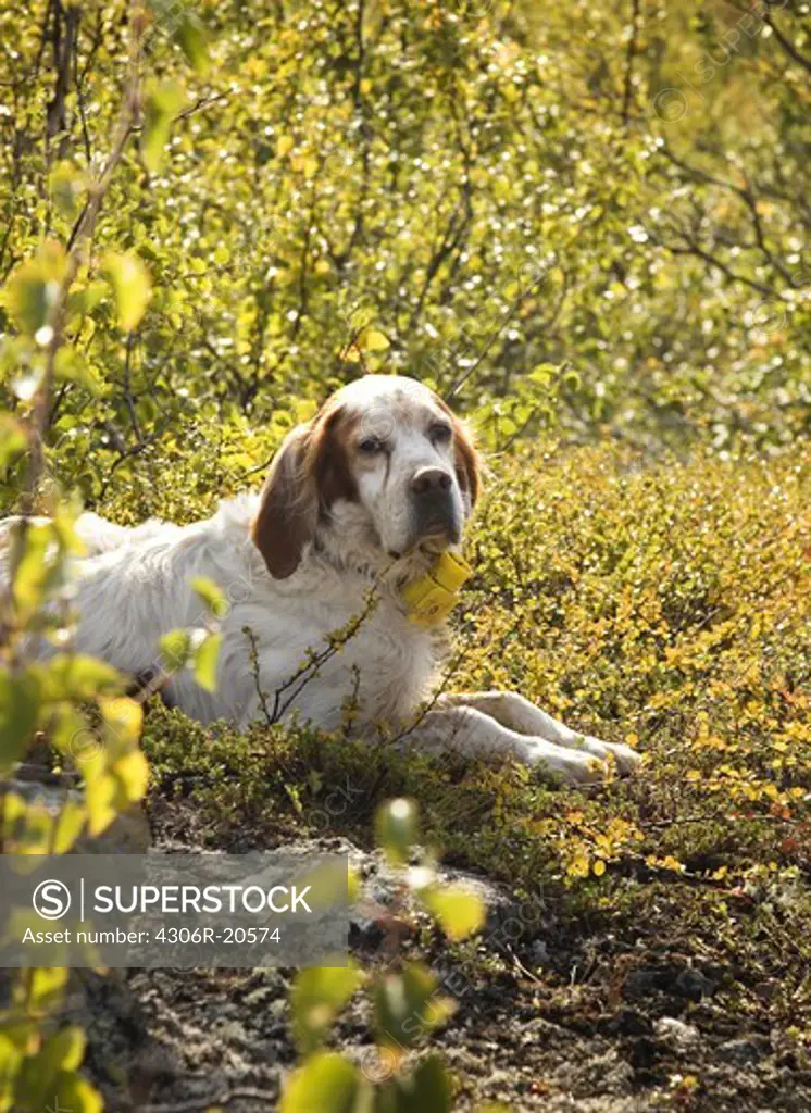 A dog in the sun, Sweden.