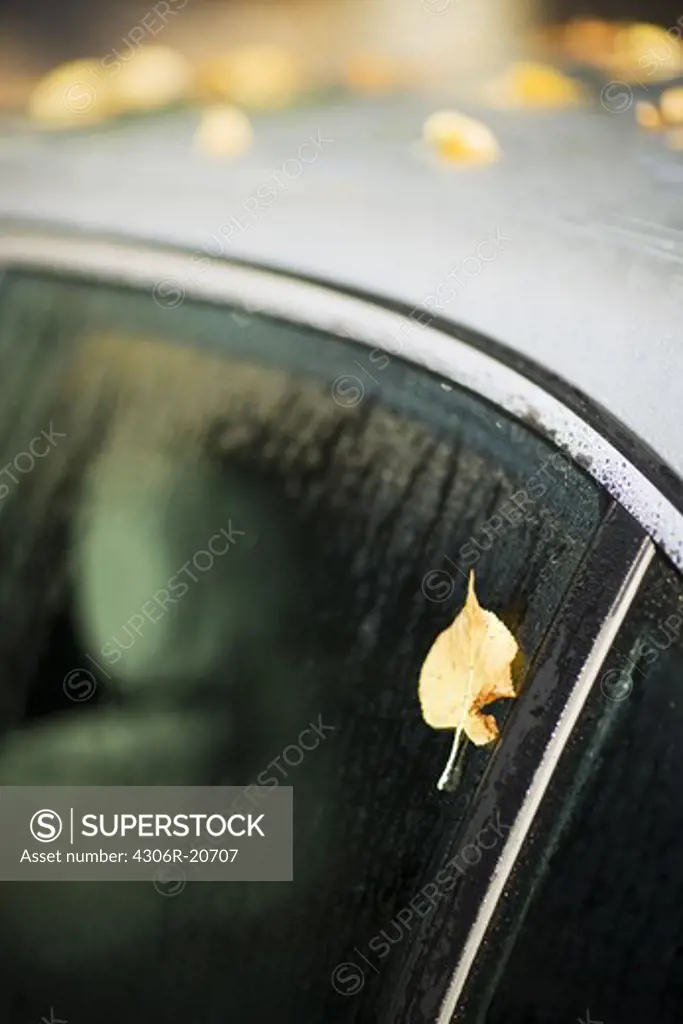 Autumn leaf on a car window, Sweden.