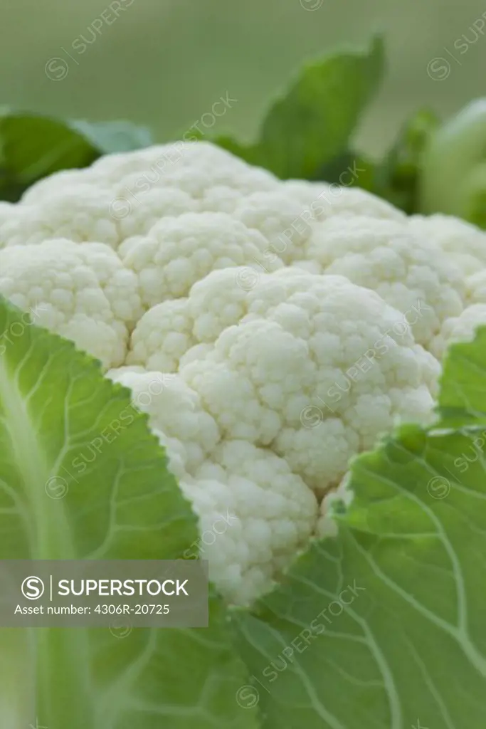 Cauliflower, close-up, Sweden.