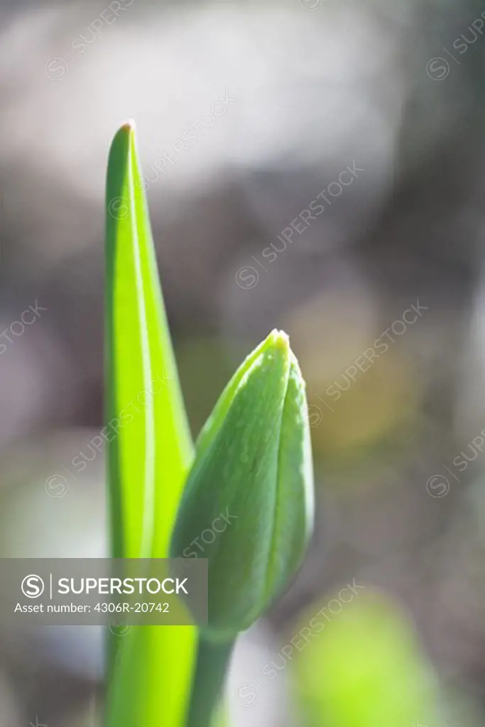 Close up of tulips bud