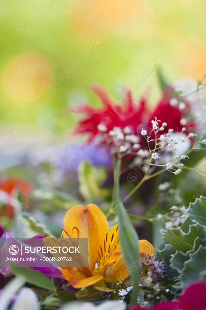 Close up of colorful flowers