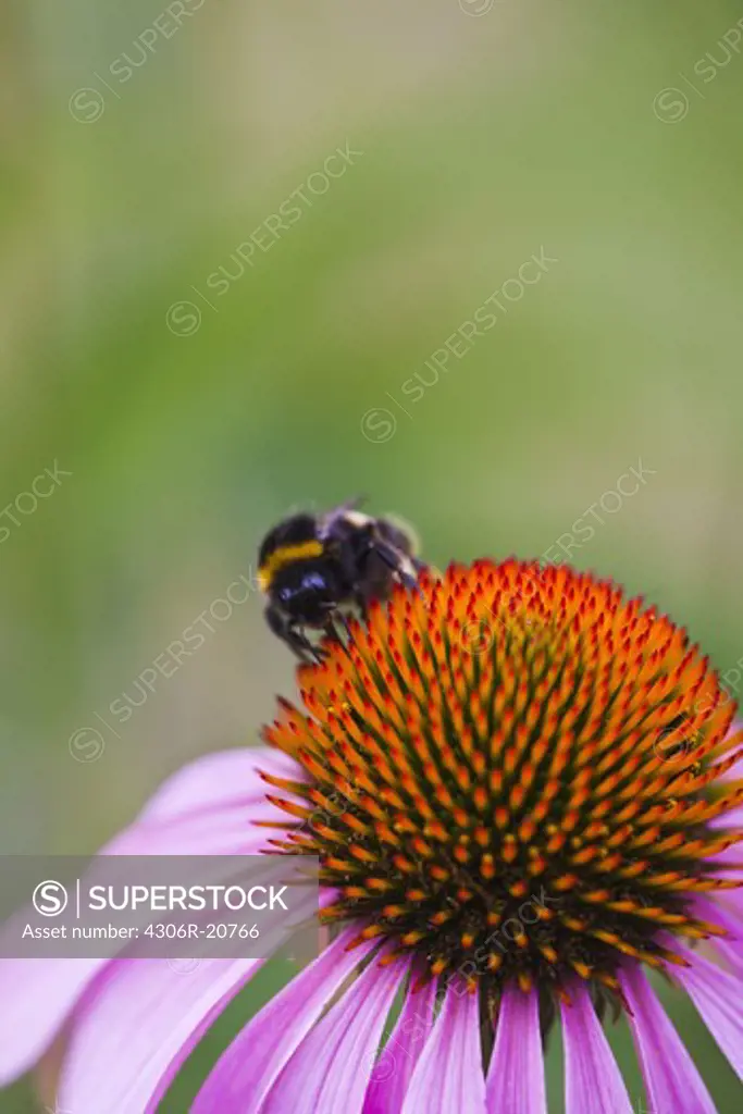 Extreme close up of bumblebee on flowers stem