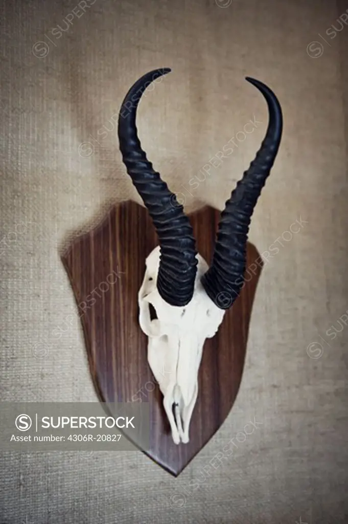 The horns of a he-goat hanging on the wall, Sweden.