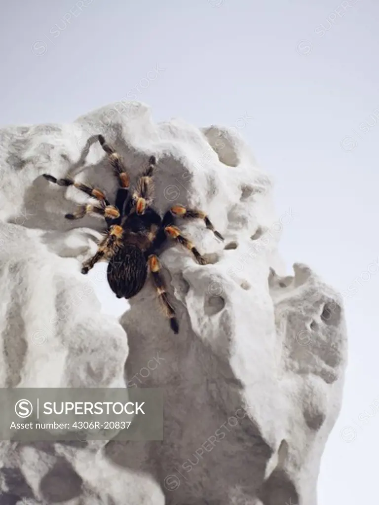A spider on a white stone.