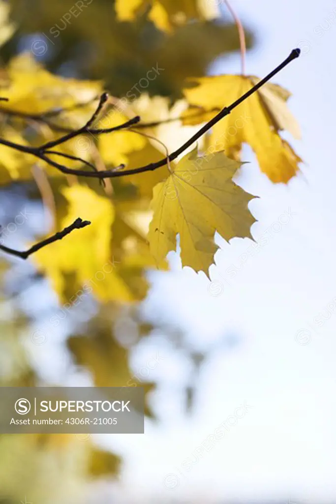 Autumn leaves, close-up, Sweden.