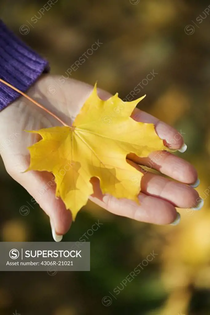 A woman holding an autumn leaf, Sweden.