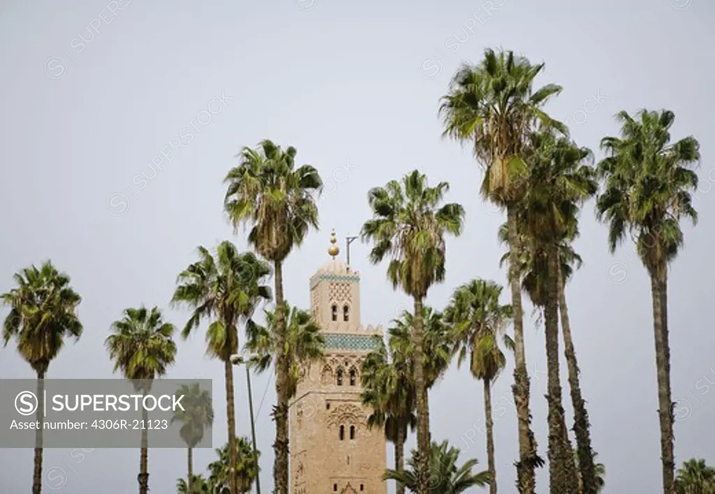 Mosque and palmtrees, Marrakech, Morocco.