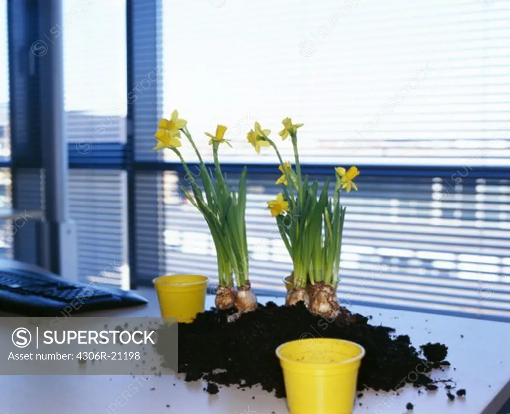 Daffodils in an office, Denmark.