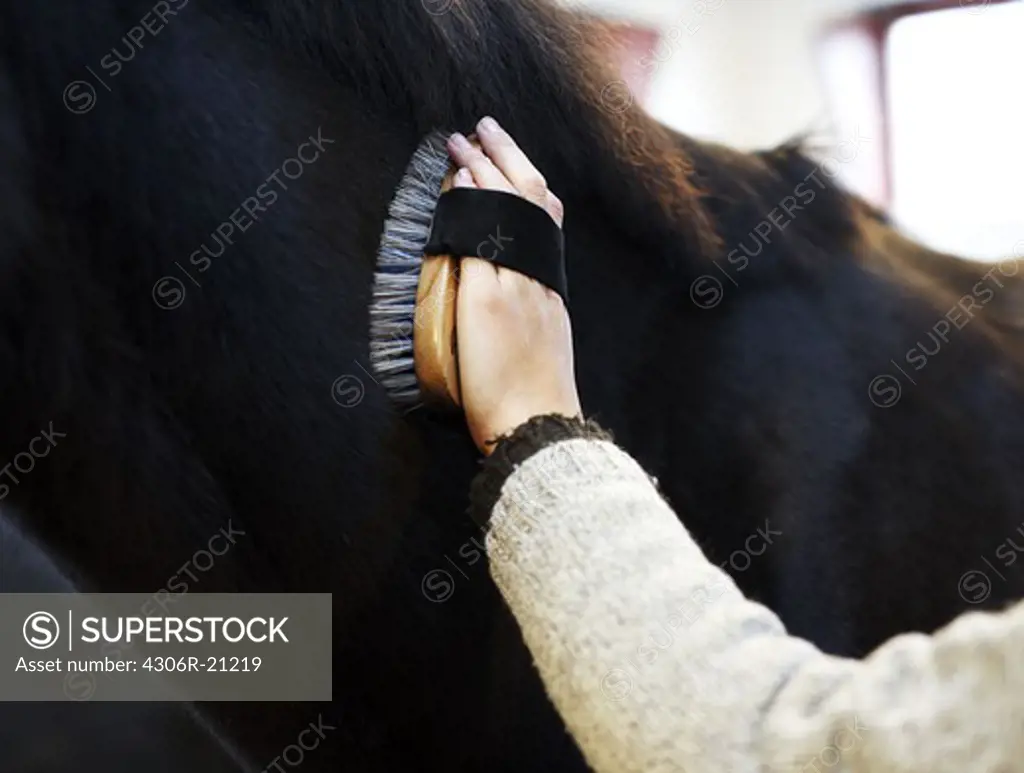 A woman grooming a horse, close-up, Sweden.