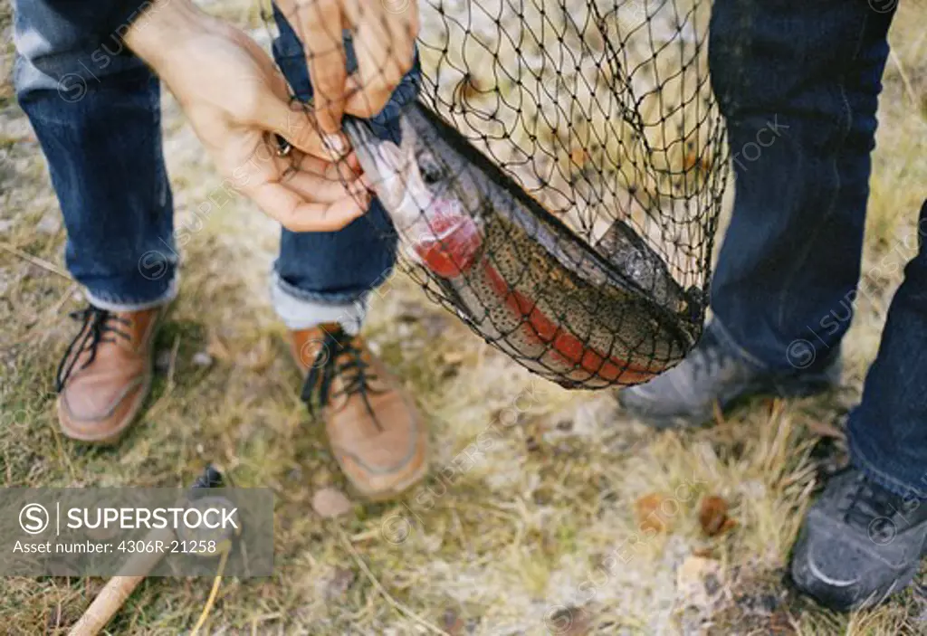 A salmon in a bag net, Sweden.