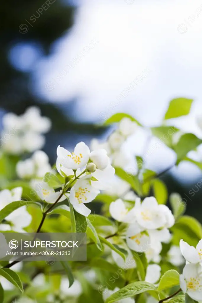 Flowering jasmine, close-up, Sweden.