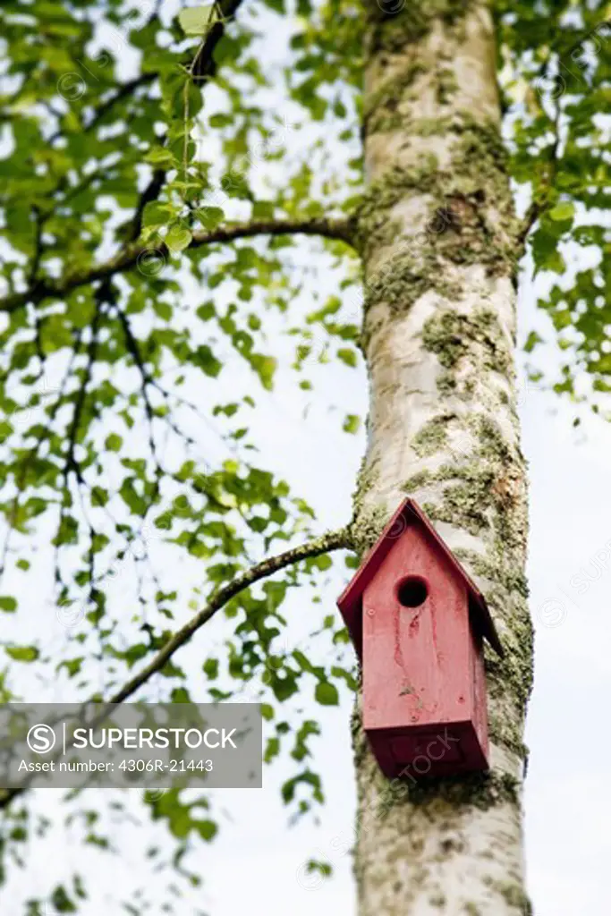 Birdhouse on birch tree
