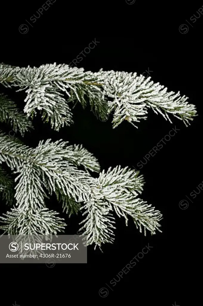 Snow-covered twig of a spruce, Denmark.