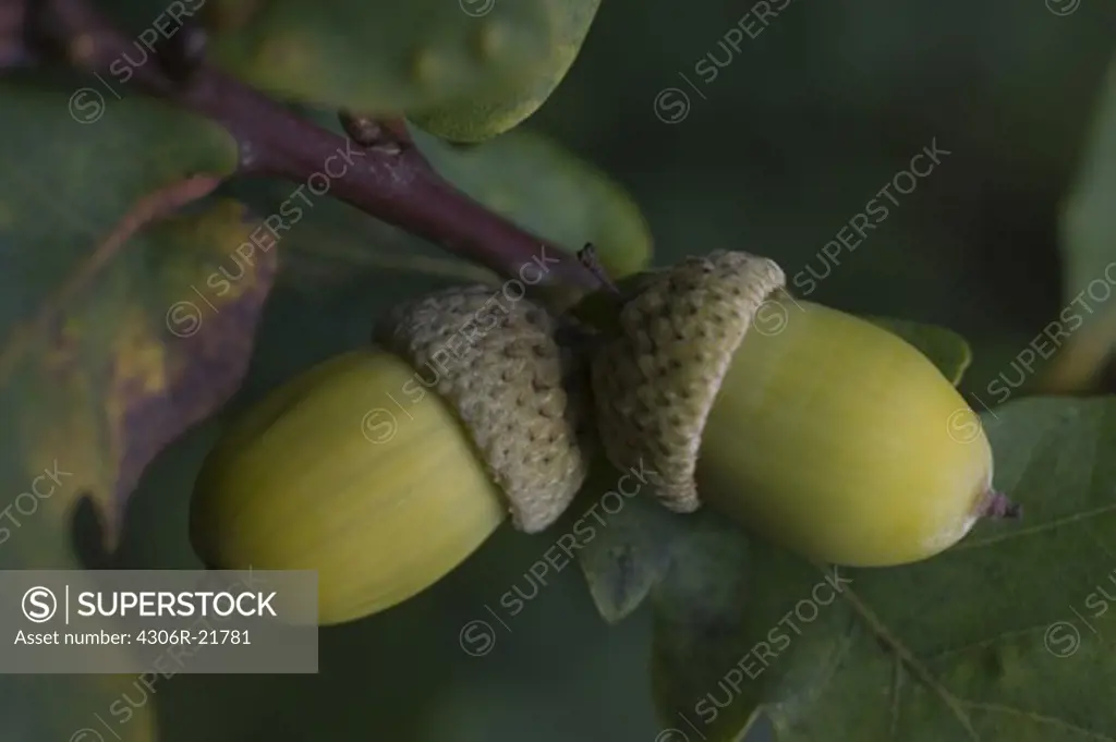 Two acorns, Sweden.
