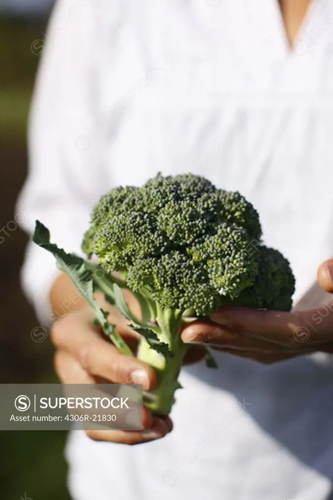 Woman holding ecological broccoli in her hands, Sweden.