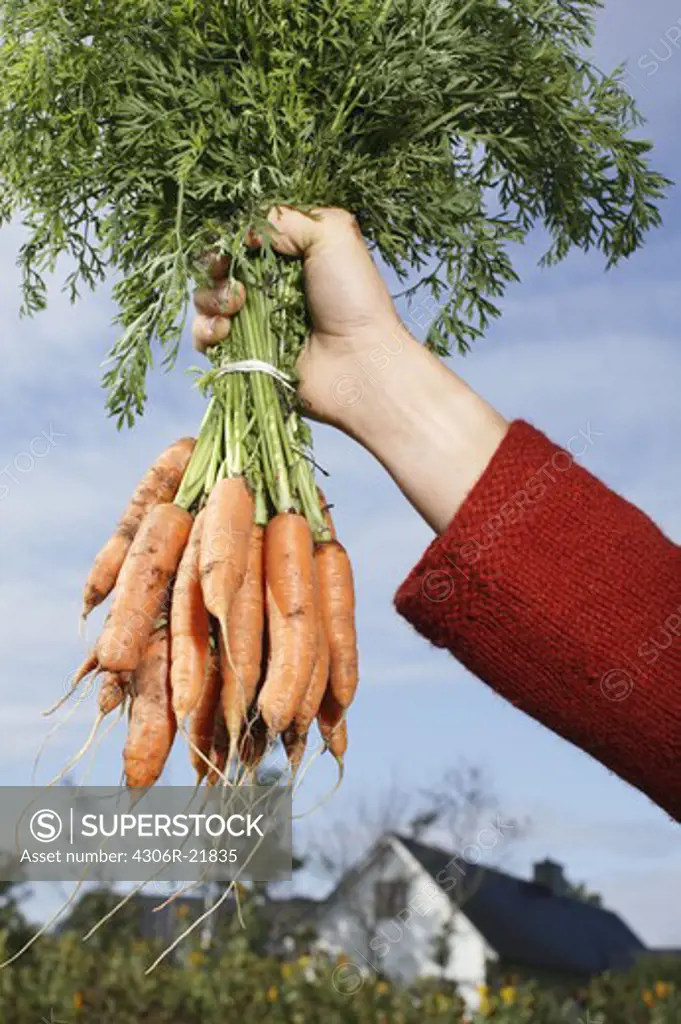Woman holding ecological carrots in her hand, Sweden.