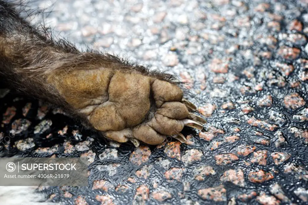 A dead badger on a road, close-up, Sweden.