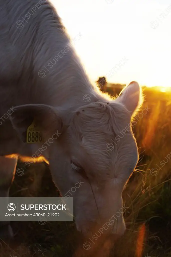 A cow in sunset, Skane, Sweden.