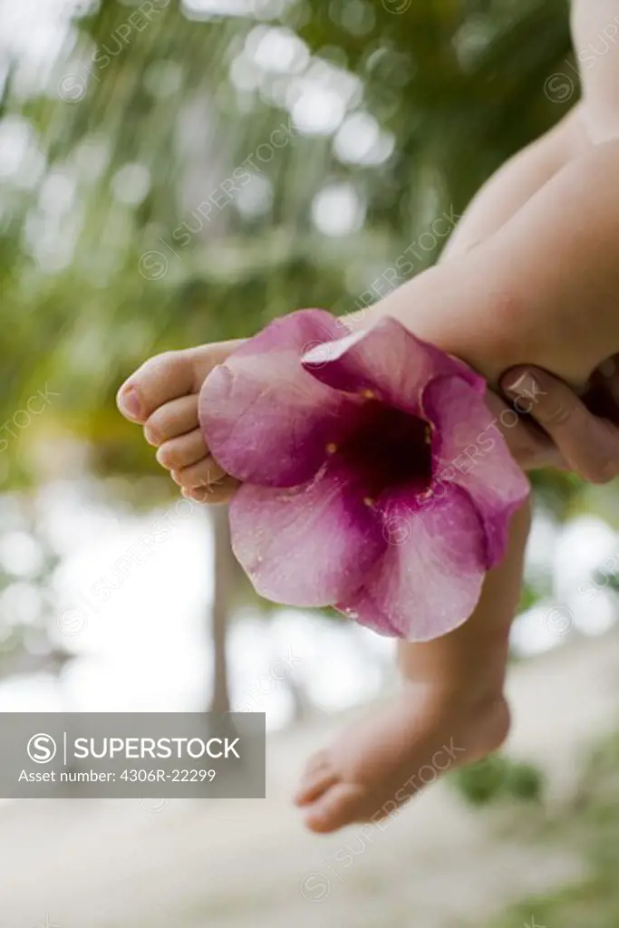 A babys legs and flower, close-up, the Maldives.