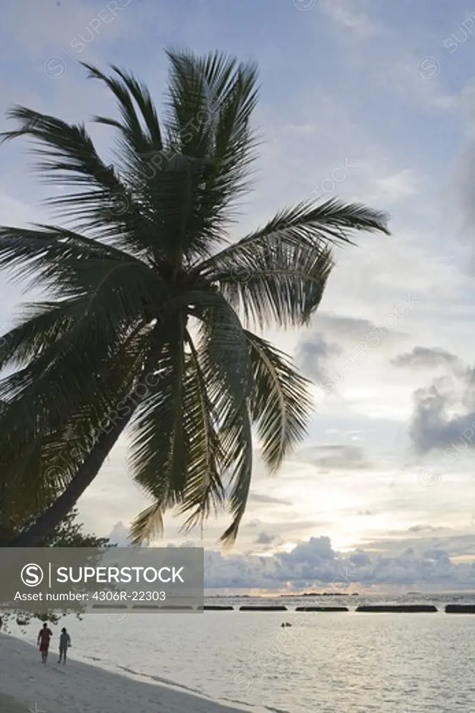 A palm tree on a beach at sunset, the Maldives.