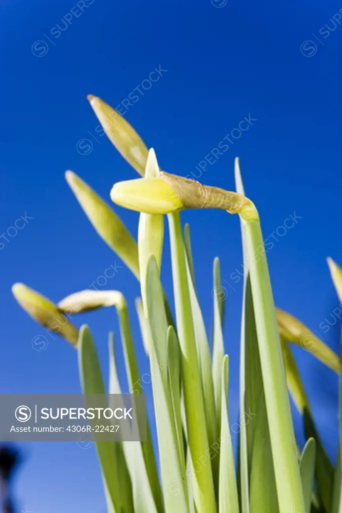 Daffodils against a blue background.