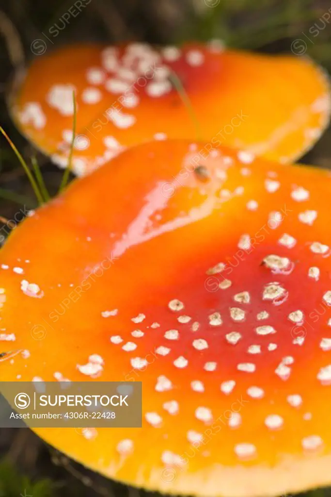 Fly agaric, close-up, Sweden.