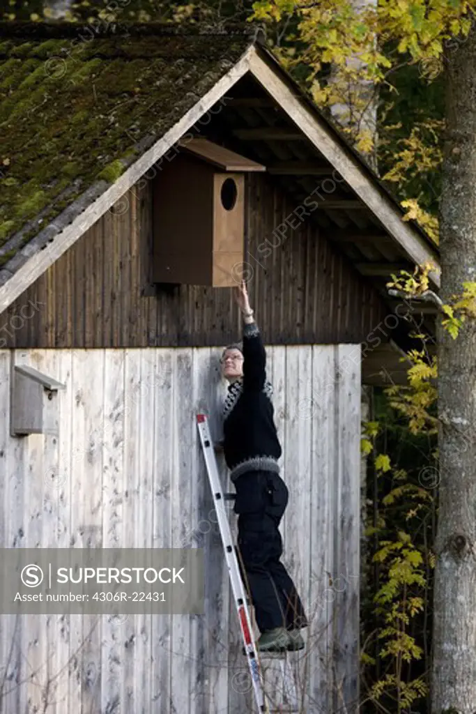 Woman installing a nesting box on a house wall, Sweden.