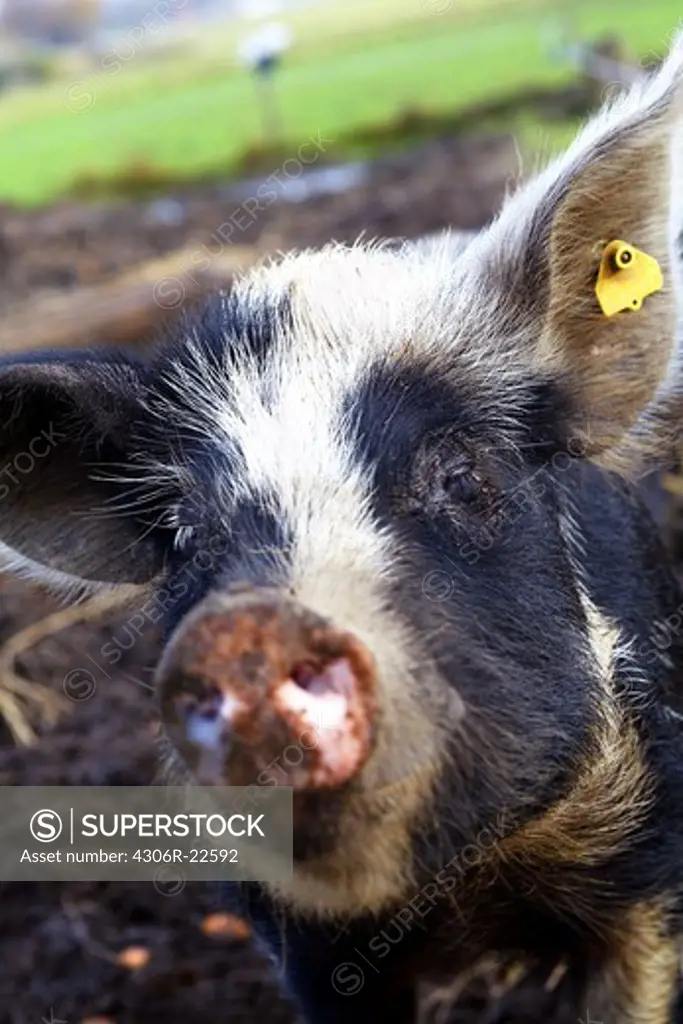 Close up of pig with ear tag