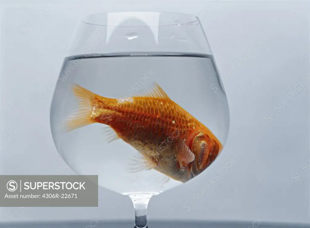 A goldfish in a wineglass.