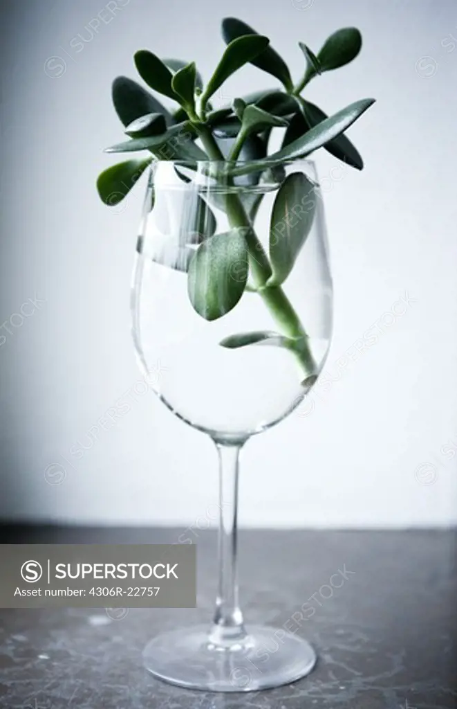 A sprout in a glass.