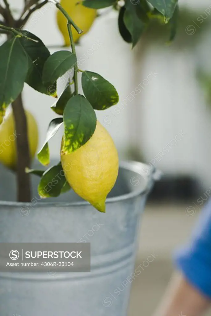 A lemon tree, close-up.
