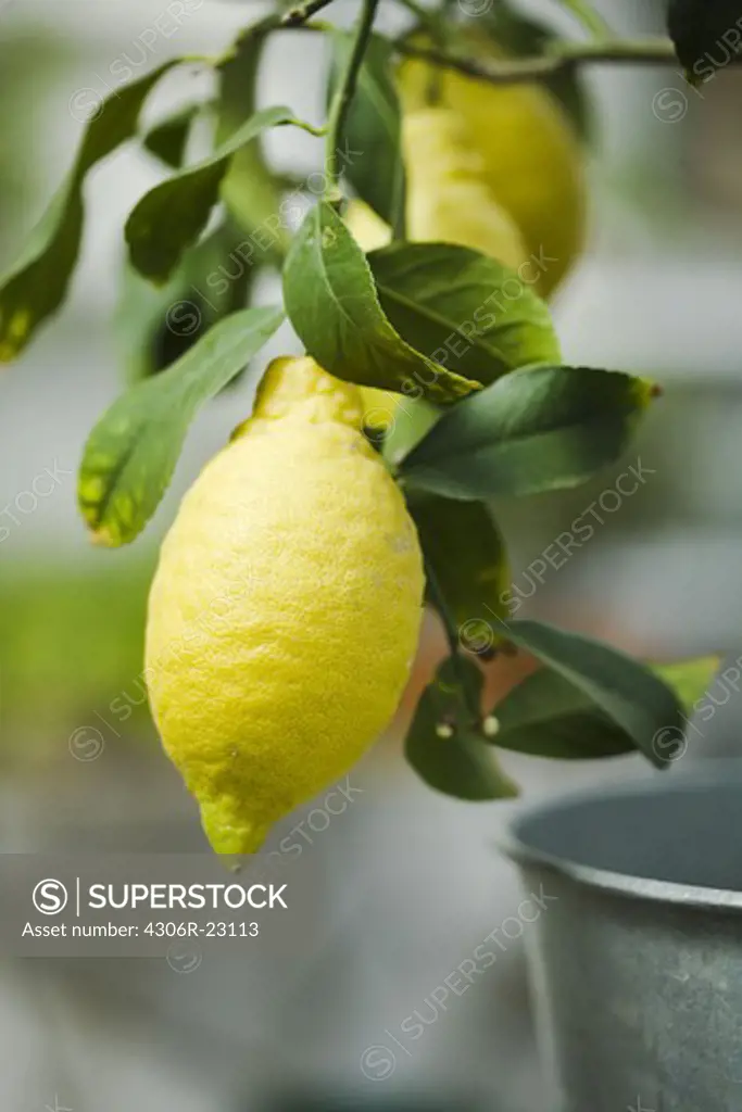 Lemon tree, close-up.