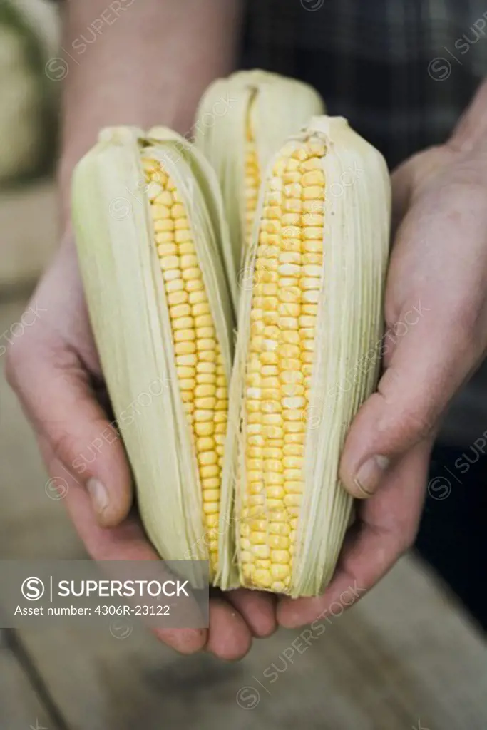 Man holding corn of cobs in his hands.