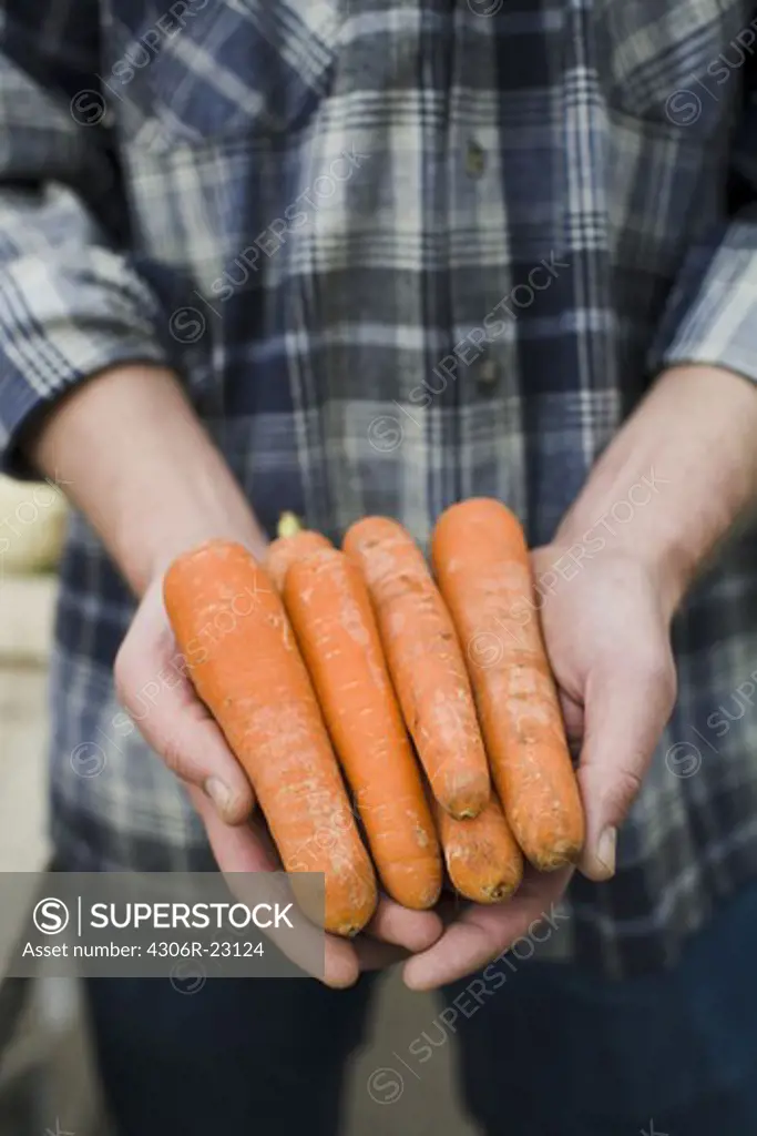 Man holding carrots in his hands.